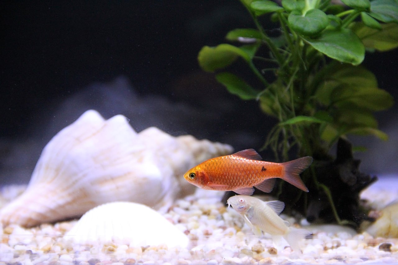 Rybki akwariowe w&nbsp;demineralizowanej wodzie