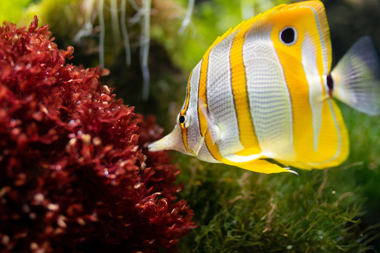 Filtry do&nbsp;wody w&nbsp;akwarium