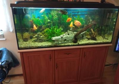 Akwarium wyposażone w filtry akwarystyczne